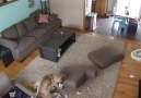 These pets are caught RED HANDED on security footage!