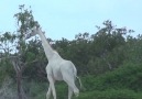 These rare white giraffes have only ever been spotted three times