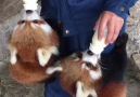 These red panda babies love bottle time
