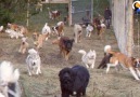 These rescue dogs are seeing their new 4-acre yard for the first time