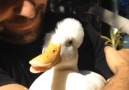 These Rescue Ducks Never Stop Moving