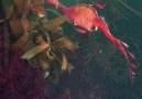 These sea dragons are so elegant