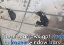 These sparrows got FROZEN to the window bars