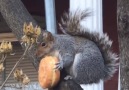 These squirrels are NUTS