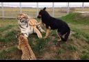 These Tigers And Dogs Are Best Friends