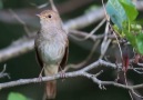 The singing of the nightingale