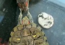 The slapping turtle