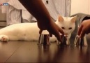 The smartest cat in the world