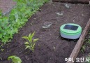 The solar powered weeding robot(where to buy)