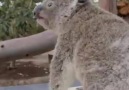 The sounds of Koalafornia