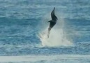 The Spinner Dolphin Loves to Spin