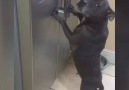 The Staffy Mannequin Challenge