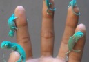 The tiniest chameleons youll ever see!