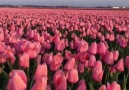 The Tulips of Netherlands &