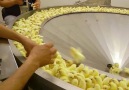 The Unbelievable Life of Baby Chicks