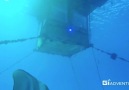 The underwater room