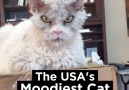 The USA's Moodiest Cat