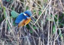 The way kingfishers keep their head still while fishing is incredible!