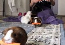 The way these guinea pigs walk away with their carrots made my day