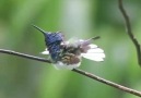 The White-necked Jacobin loves to bathe... - Nature&Rich Palette