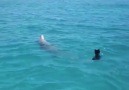 The wild dolphin is playing with a dog Incredible