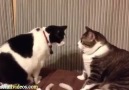 The World's Funniest Cat Video Compilation