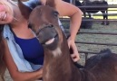 The worlds only smiling horse will make your day