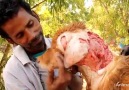 The Worst Wound: Street Dog's Epic Recovery