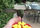 The Yardener - Feeding the hummingbirds