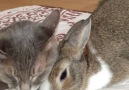 They are unlikely friends - and its adorable
