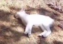 They Found A Cat Who'd Fallen Off A Balcony. But What They See...