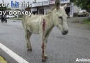 They saved this donkey after a hit-and-run.