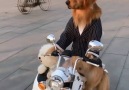 They say a dog is a man&best friend well this dog could be man&best chauffeur!