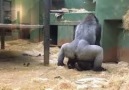 Th Gii ng Vt - Gorilla mating at the Diergaarde Blijdorp Zoo Facebook