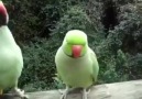 Thing between parrots