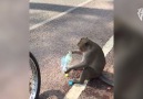 Thirsty Monkey Steals Water Bottles