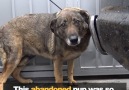 This abandoned pup was so scared she couldnt stop crying!! Credit Hope For Paws