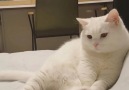 This adorable white kitty will put a smile on your face!