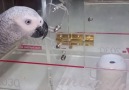 This African Grey Parrot is a genius!