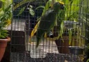 This amazing parrot sings Chandelier better than Sia