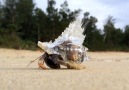 This artist makes SHELLters for hermit crabs.