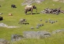 This baby elephant is having the time of his life.. but wait for it