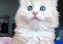 This baby maine coon is too CUTE!!