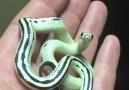 THIS BABY SNAKE IS SO CUTE Credit instagram.comgrizzlyua09