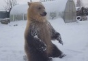 This bear playing in the snow is the cutest thing you&see today