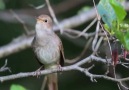 This Bird has a Beautiful Voice. Relaxing Sound.