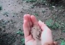 This bird just wants a little more warmth and love
