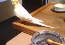 This bird sees a drum and just cant resist...