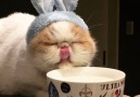 This bunny cant decide if hes sleepy or thirsty.