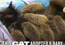 This cat adopted 8 baby hedgehogs.
